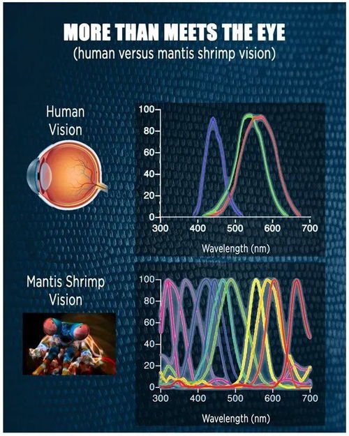 科学 子刊 皮皮虾眼摄像头 让癌细胞无处逃 科学家模仿皮皮虾眼睛成像原理,开发手术中精准区分癌组织的摄像头,准确度接近90